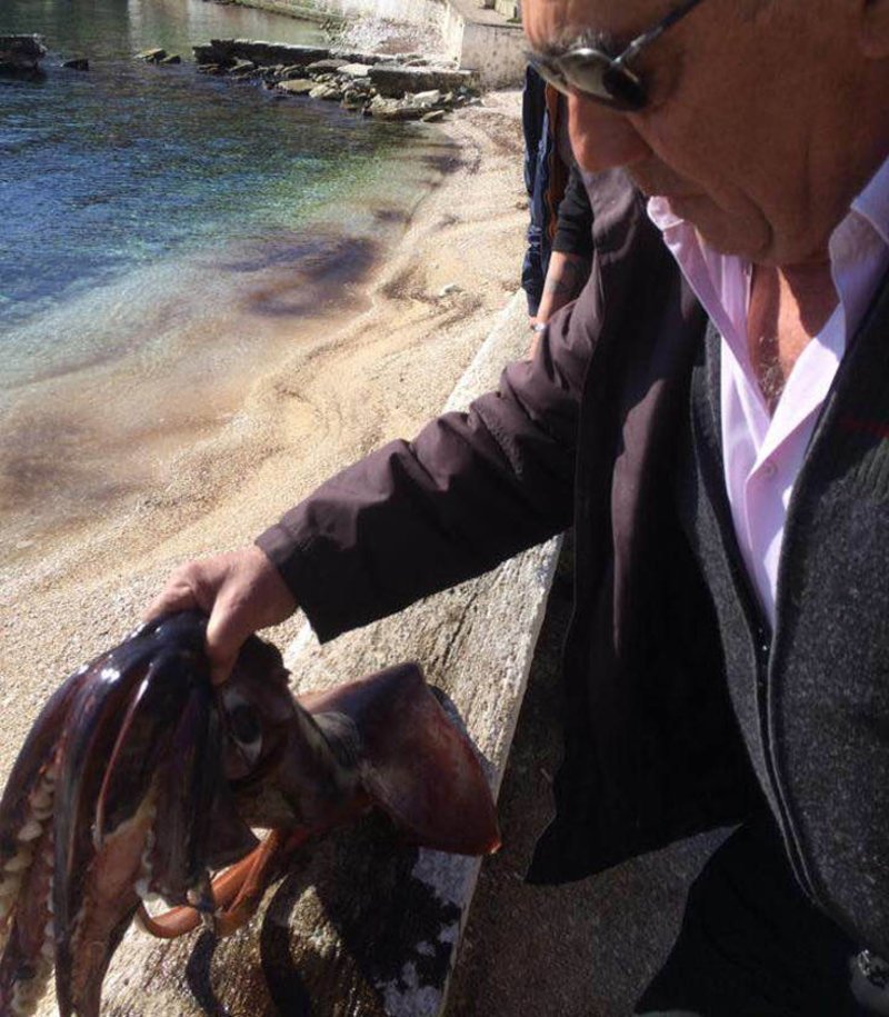 Ψαράδες έπιασαν καλαμάρι 10 κιλών στην Κεφαλονιά [εικόνες] | iefimerida.gr 3