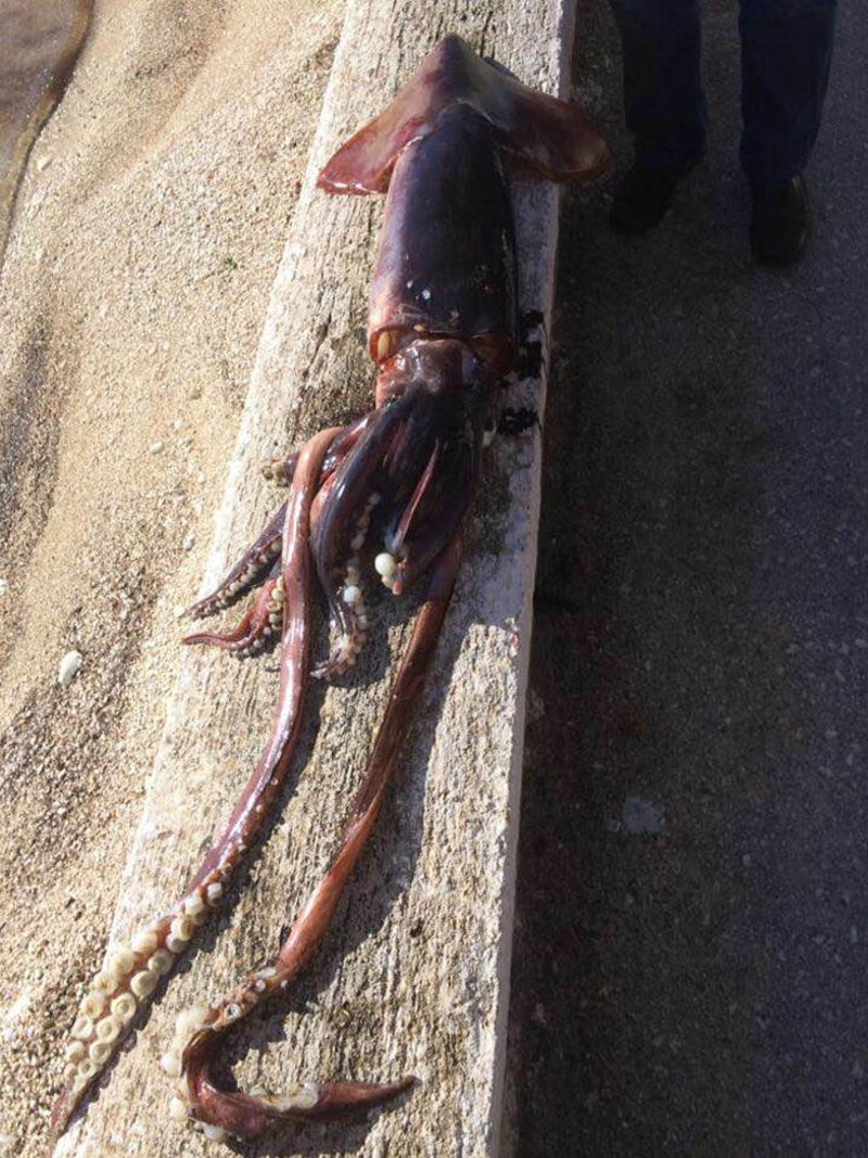 Ψαράδες έπιασαν καλαμάρι 10 κιλών στην Κεφαλονιά [εικόνες] | iefimerida.gr 4