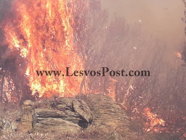 Λέσβος: Δύσκολη νύχτα με τη φωτιά σε πευκοδάσος στο Πλωμάρι -Δεν κινδυνεύουν κάτοικοι [εικόνες & βίντεο] | iefimerida.gr 0