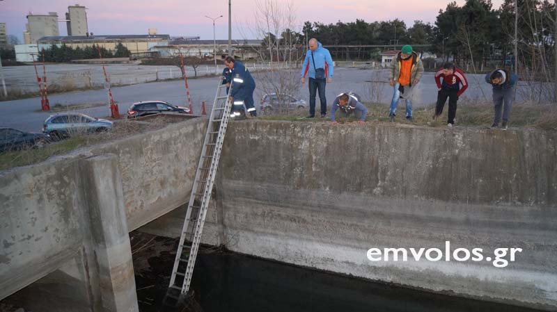 Καρέ- καρέ η επιχείρηση για τη διάσωση λύκου στην Ημαθία -Ψαράς νόμιζε ότι είναι σκύλος [εικόνες & βίντεο] | iefimerida.gr 3