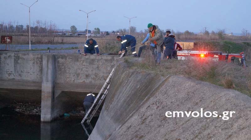 Καρέ- καρέ η επιχείρηση για τη διάσωση λύκου στην Ημαθία -Ψαράς νόμιζε ότι είναι σκύλος [εικόνες & βίντεο] | iefimerida.gr 2