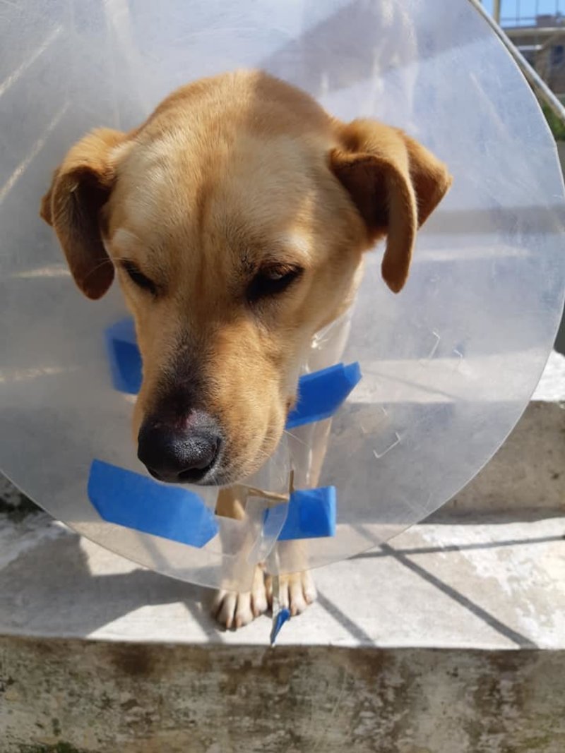 Φρίκη στα Χανιά: Πυροβόλησε σκύλο εξ επαφής και στη συνέχεια τον μαχαίρωσε! [εικόνες] | iefimerida.gr 2