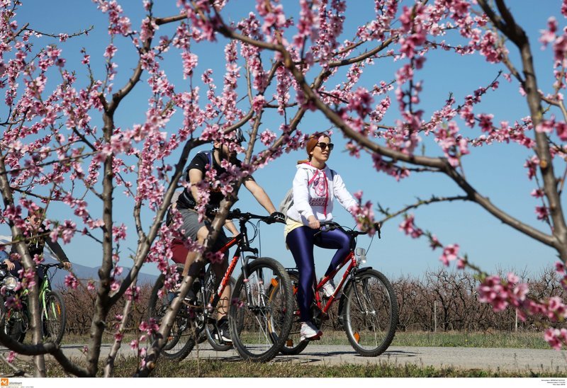 Μοναδικές εικόνες: Ποδηλατάδα στις ανθισμένες ροδακινιές της Βέροιας [εικόνες] | iefimerida.gr 8