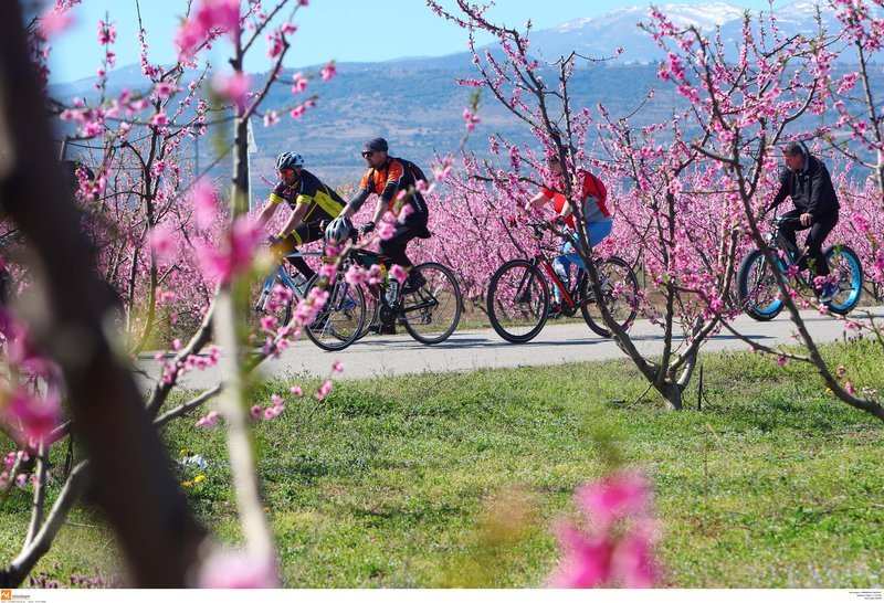 Μοναδικές εικόνες: Ποδηλατάδα στις ανθισμένες ροδακινιές της Βέροιας [εικόνες] | iefimerida.gr 10