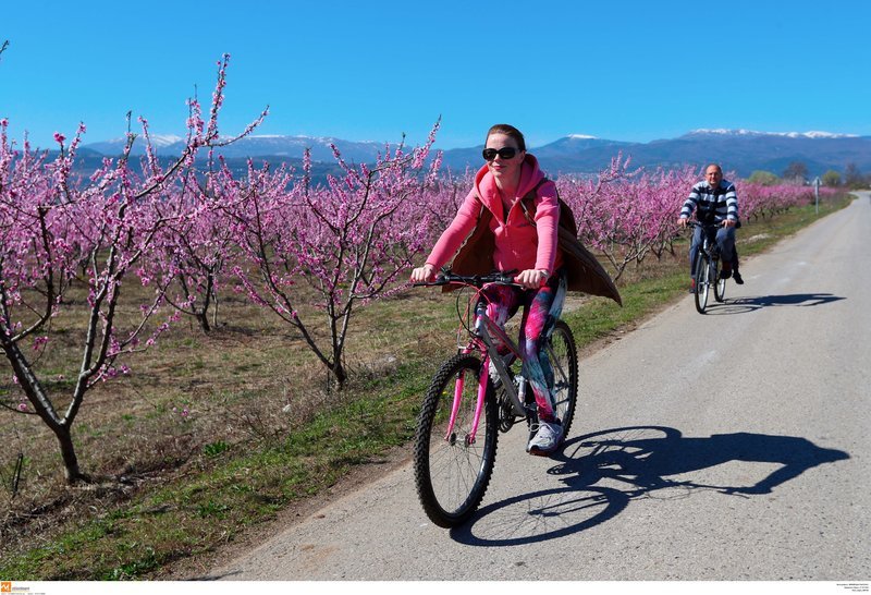 Μοναδικές εικόνες: Ποδηλατάδα στις ανθισμένες ροδακινιές της Βέροιας [εικόνες] | iefimerida.gr 1