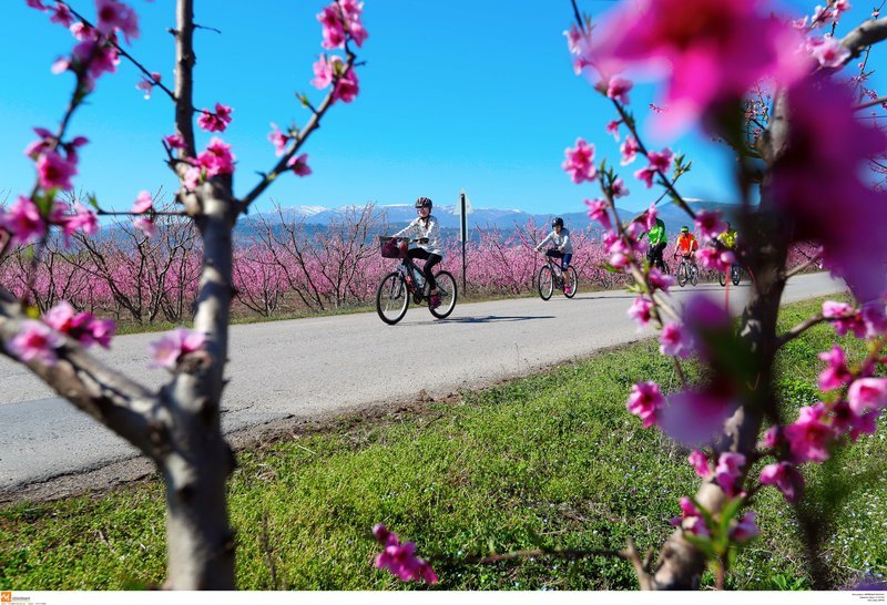 Μοναδικές εικόνες: Ποδηλατάδα στις ανθισμένες ροδακινιές της Βέροιας [εικόνες] | iefimerida.gr 3