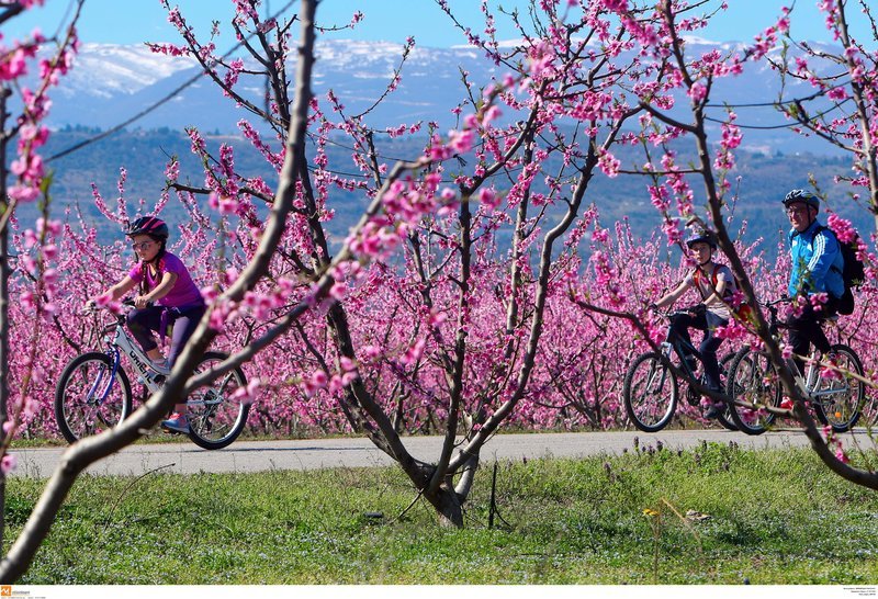 Μοναδικές εικόνες: Ποδηλατάδα στις ανθισμένες ροδακινιές της Βέροιας [εικόνες] | iefimerida.gr 4