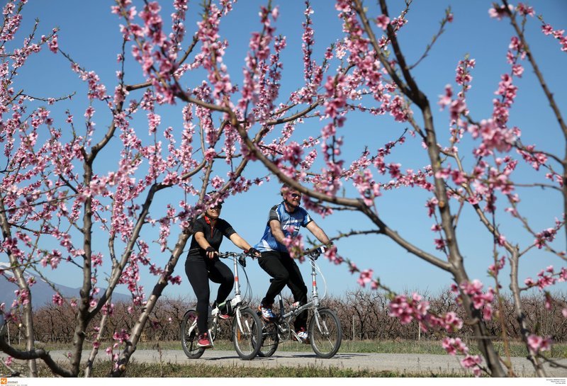 Μοναδικές εικόνες: Ποδηλατάδα στις ανθισμένες ροδακινιές της Βέροιας [εικόνες] | iefimerida.gr 5