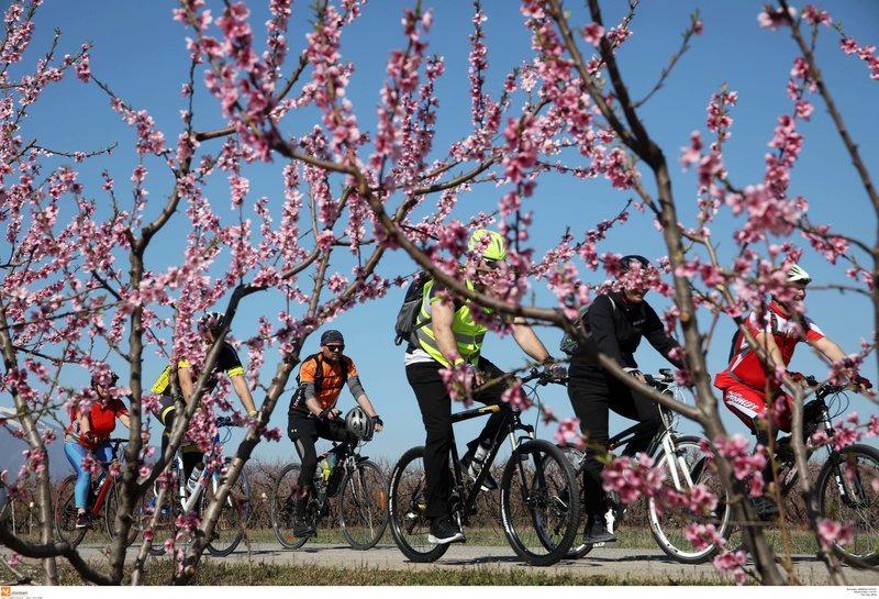 Μοναδικές εικόνες: Ποδηλατάδα στις ανθισμένες ροδακινιές της Βέροιας [εικόνες] | iefimerida.gr 7