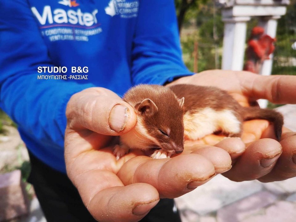 Η νυφίτσα (Mustela nivalis) είναι σαρκοφάγο θηλαστικό της οικογένειας των Ικτιδών.