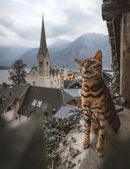 Η πιο διάσημη travel blogger με 1,3 εκατ. ακολούθους... είναι γάτα [εικόνες] | iefimerida.gr 3