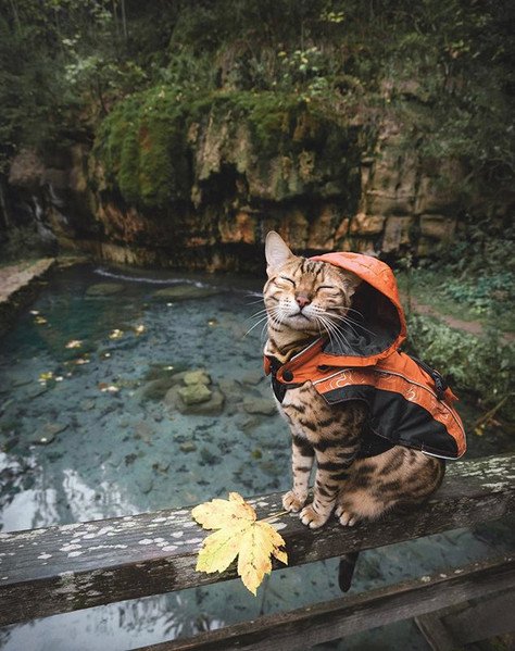 Η πιο διάσημη travel blogger με 1,3 εκατ. ακολούθους... είναι γάτα [εικόνες] | iefimerida.gr 4