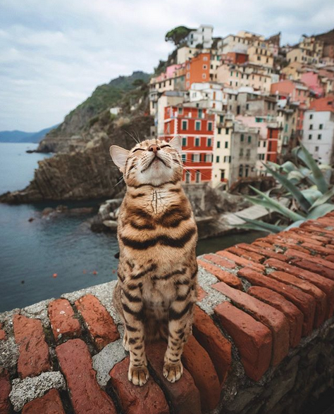 Η ανεπίσημη βασίλισσα των γατών travel bloggers, η Suki είναι δύο χρόνων και έχει ήδη ταξιδέψει σε 12 χώρες και δύο ηπείρους