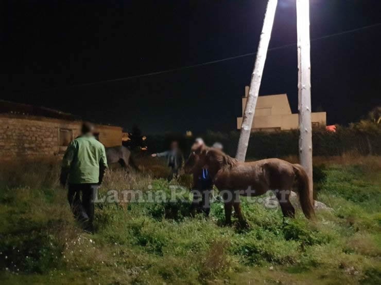 Λαμία: Κυνηγούσαν... άλογα μέσα στην πόλη! [εικόνες] | iefimerida.gr 8