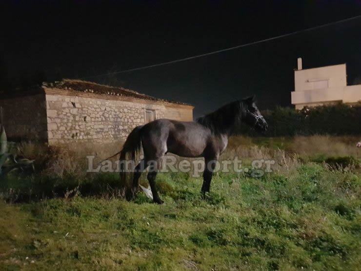 Λαμία: Κυνηγούσαν... άλογα μέσα στην πόλη! [εικόνες] | iefimerida.gr 4