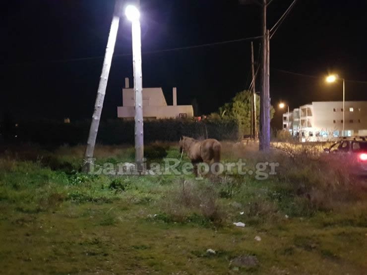 Λαμία: Κυνηγούσαν... άλογα μέσα στην πόλη! [εικόνες] | iefimerida.gr 1
