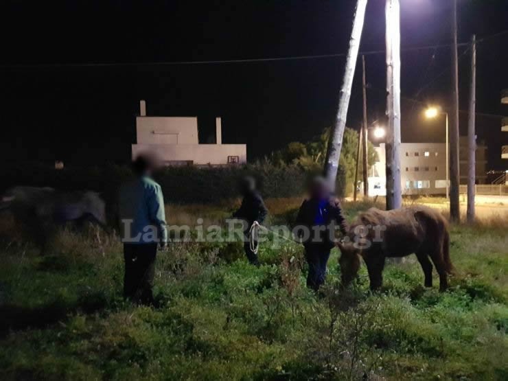 Λαμία: Κυνηγούσαν... άλογα μέσα στην πόλη! [εικόνες] | iefimerida.gr 2