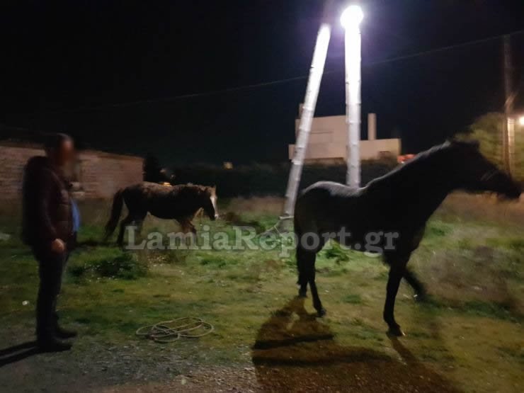 Λαμία: Κυνηγούσαν... άλογα μέσα στην πόλη! [εικόνες] | iefimerida.gr 0