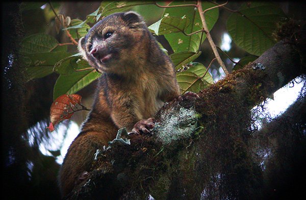 Αυτά είναι τα 10 σημαντικότερα νέα είδη που ανακαλύφθηκαν στη Γη μέσα στο 2013 [εικόνες] | iefimerida.gr 0
