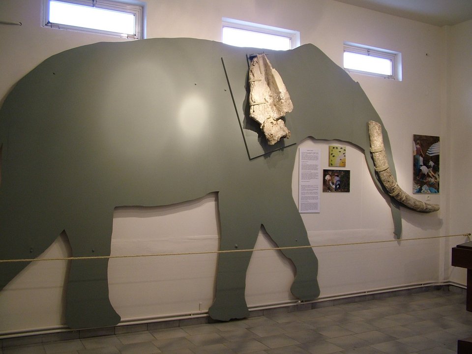 Απίστευτα ευρήματα στην Εύβοια -Κρανία και οστά από ρινόκερους, γαζέλες, μαχαιρόδοντες [εικόνες] | iefimerida.gr 3