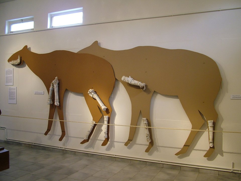 Απίστευτα ευρήματα στην Εύβοια -Κρανία και οστά από ρινόκερους, γαζέλες, μαχαιρόδοντες [εικόνες] | iefimerida.gr 1