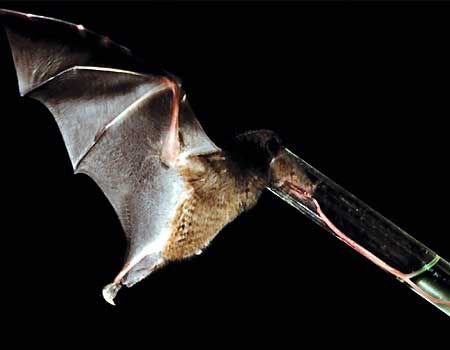 Η σπάνια Νυχτερίδα Anoura Fistulata που... βγάζει γλώσσα [εικόνες + βίντεο] | iefimerida.gr 2