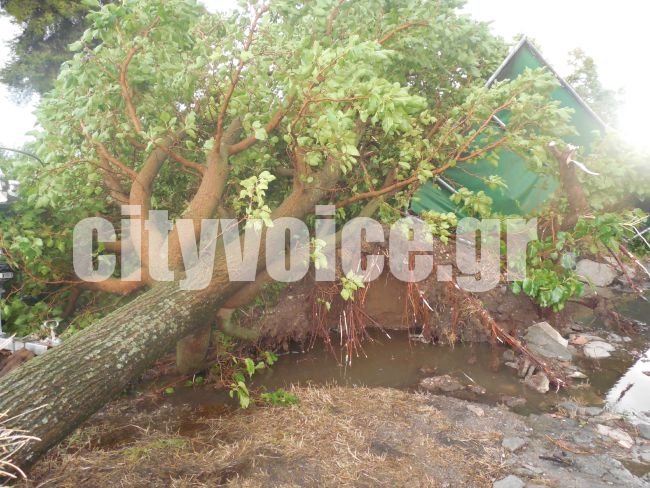 Αγρίνιο: Ξηλώθηκαν στέγες, ξεριζώθηκαν δέντρα -Τρελάθηκε ο καιρός αυγουστιάτικα [εικόνες & βίντεο] | iefimerida.gr 5