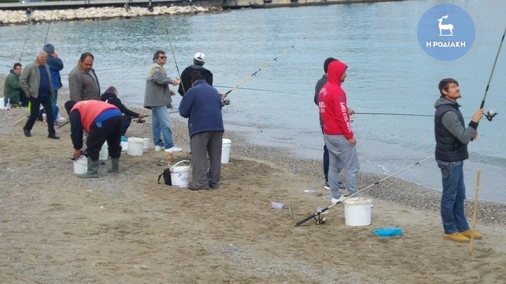 Πανζουρλισμός στη Ρόδο: Χιλιάδες τσιπούρες βγήκαν στη στεριά -Τι συνέβη [εικόνες & βίντεο] | iefimerida.gr 0