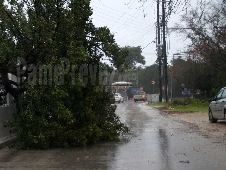 Πρέβεζα: Στο έλεος της κακοκαιρίας το κέντρο της πόλης -Πτώσεις δέντρων και βραχυκύκλωμα [εικόνες] | iefimerida.gr 0