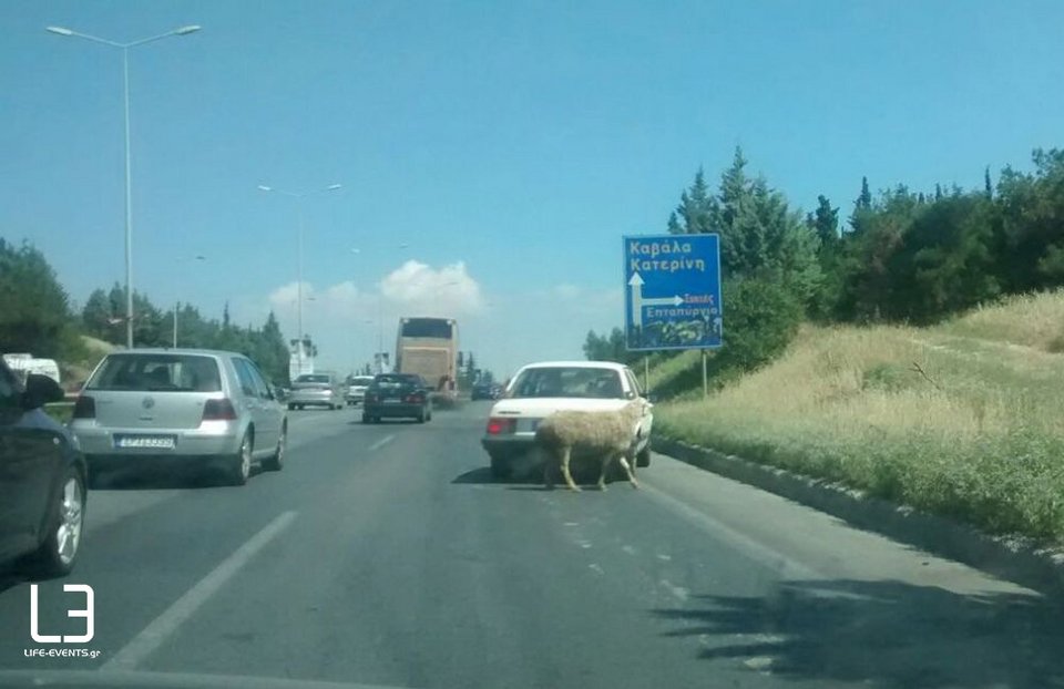 Κριάρι προκάλεσε... κομφούζιο στην περιφερειακή οδό της Θεσσαλονίκης [εικόνα] | iefimerida.gr 0