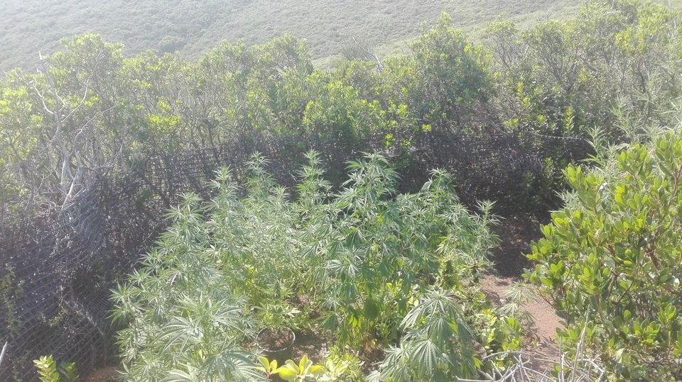 Στυλίδα: Συνελήφθη επ’ αυτοφώρω 52χρονος Ελληνας με 25 δενδρύλλια χασίς [εικόνες] | iefimerida.gr 4