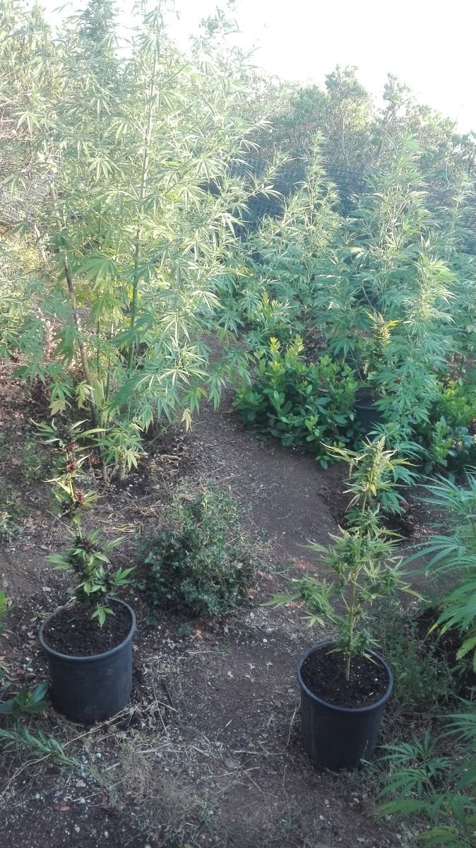 Στυλίδα: Συνελήφθη επ’ αυτοφώρω 52χρονος Ελληνας με 25 δενδρύλλια χασίς [εικόνες] | iefimerida.gr 3