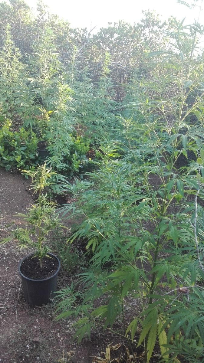 Στυλίδα: Συνελήφθη επ’ αυτοφώρω 52χρονος Ελληνας με 25 δενδρύλλια χασίς [εικόνες] | iefimerida.gr 1