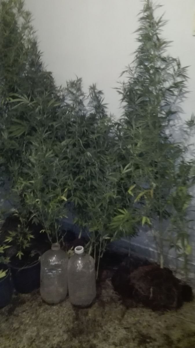 Στυλίδα: Συνελήφθη επ’ αυτοφώρω 52χρονος Ελληνας με 25 δενδρύλλια χασίς [εικόνες] | iefimerida.gr 2