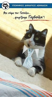 Γορδούλης: Αυτός ο γάτος είναι υποψήφιος δήμαρχος Αθήνας και κάνει ήδη θραύση – Μότο του «ζήσε και άσε τους άλλους να γαβγίζουν» [εικόνες] | iefimerida.gr 0