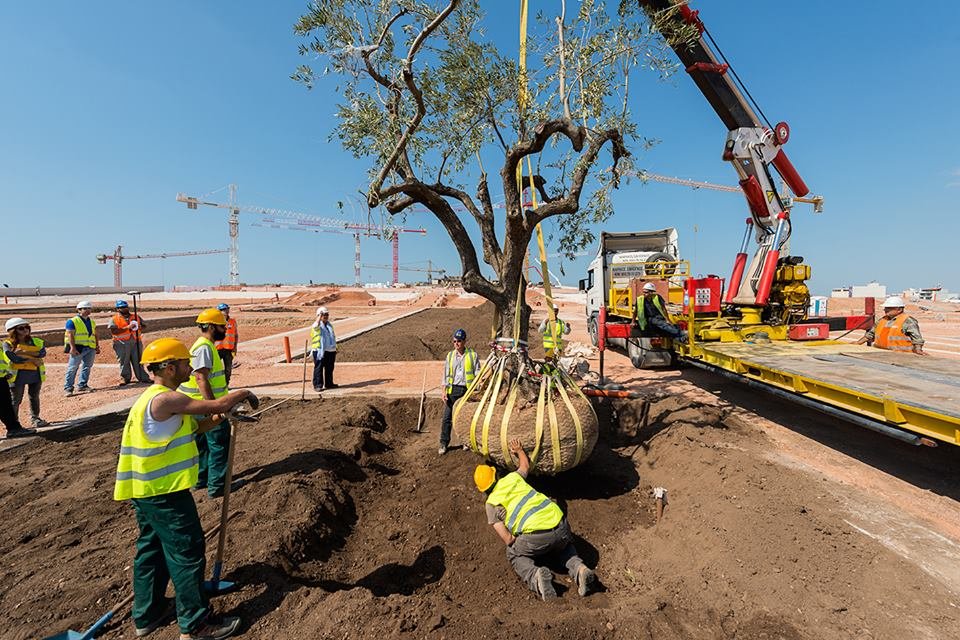 Είναι μαγικό: Αρχισαν να μεταφέρονται τα δέντρα που θα θριαμβεύσουν στο Κέντρο Πολιτισμού Ιδρυμα Σταύρος Νιάρχος [εικόνες] | iefimerida.gr 0