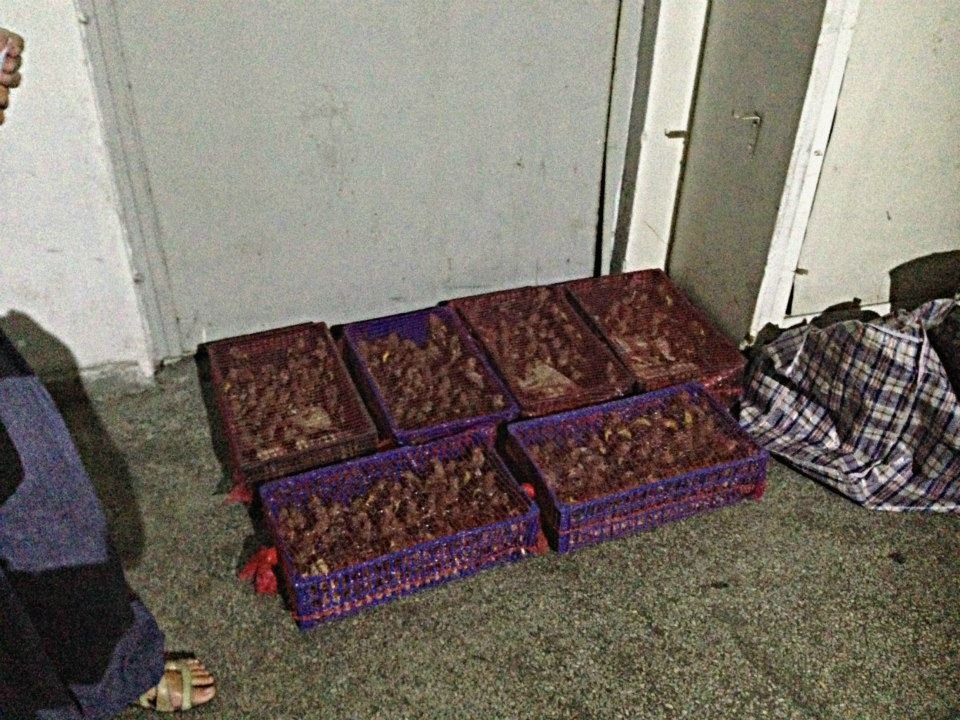 Σύλληψη λαθρεμπόρων στον Πειραιά για παράνομη διακίνηση 330 πτηνών [εικόνες] | iefimerida.gr 2