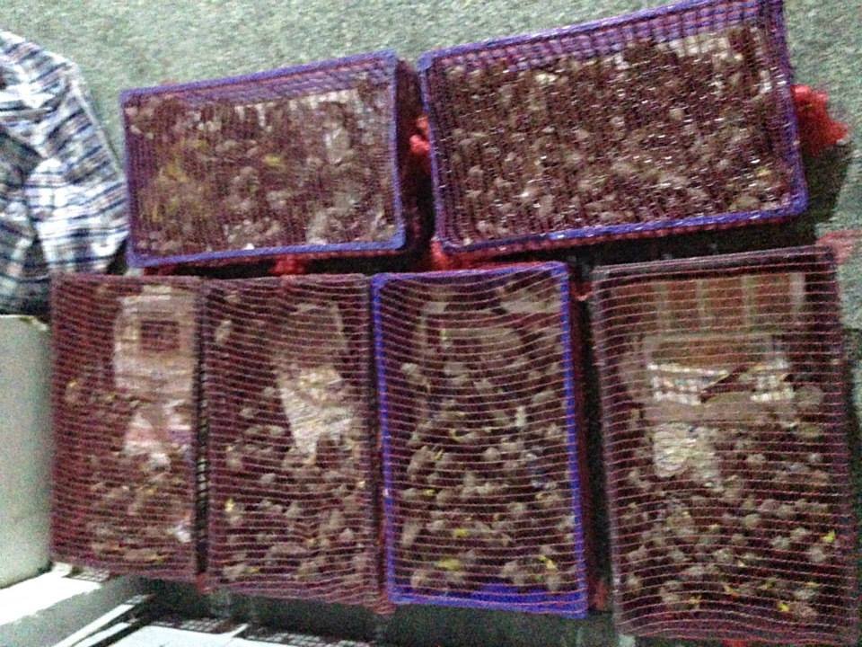 Σύλληψη λαθρεμπόρων στον Πειραιά για παράνομη διακίνηση 330 πτηνών [εικόνες] | iefimerida.gr 4