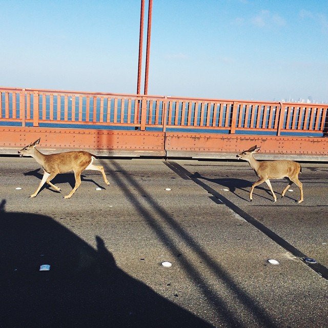 Ελάφια προκάλεσαν μποτιλιάρισμα σε κεντρικό δρόμο του Σαν Φρανσίσκο [εικόνες] | iefimerida.gr 0