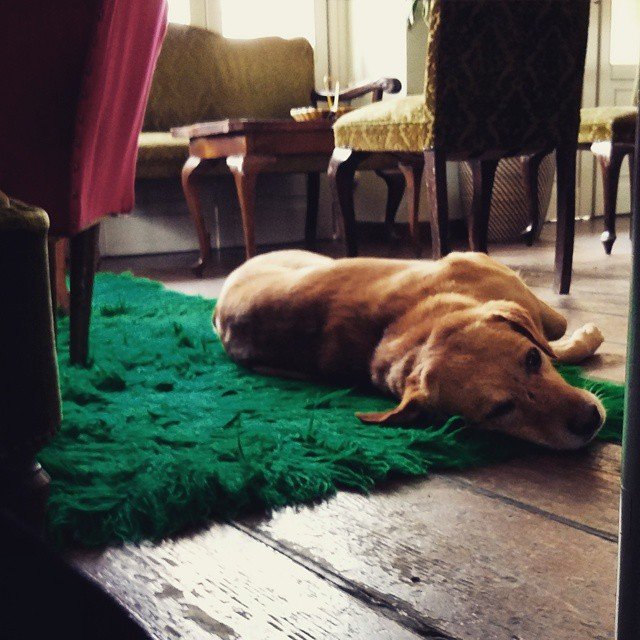 Στον ξεχωριστό Μπλε Παπαγάλο: Το στέκι της πόλης με ρετρό διάθεση και μουσικές [εικόνες] | iefimerida.gr 11