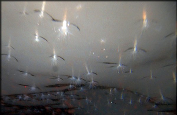 Αυτά είναι τα 10 σημαντικότερα νέα είδη που ανακαλύφθηκαν στη Γη μέσα στο 2013 [εικόνες] | iefimerida.gr 2