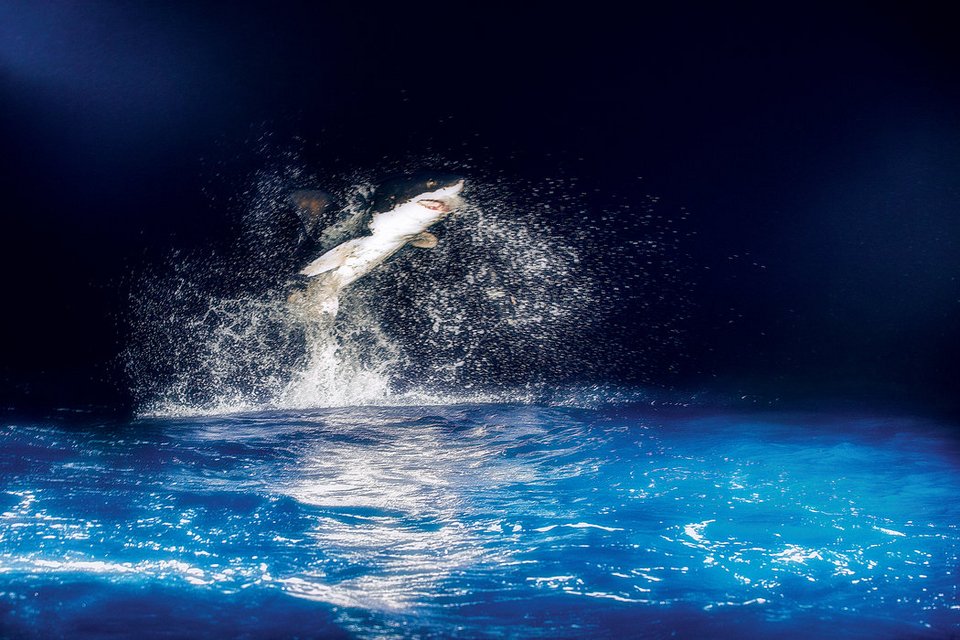 Kαρχαρίας δύο τόνων πηδάει στον αέρα πάνω από τη θάλασσα –Η φωτογραφία που κόβει την ανάσα και η ιστορία της [εικόνες] | iefimerida.gr 1
