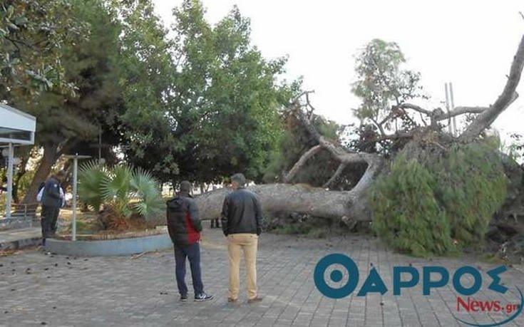 Ξεριζώθηκε υπεραιωνόβιο δέντρο στο λιμάνι της Καλαμάτας [εικόνες] | iefimerida.gr 0