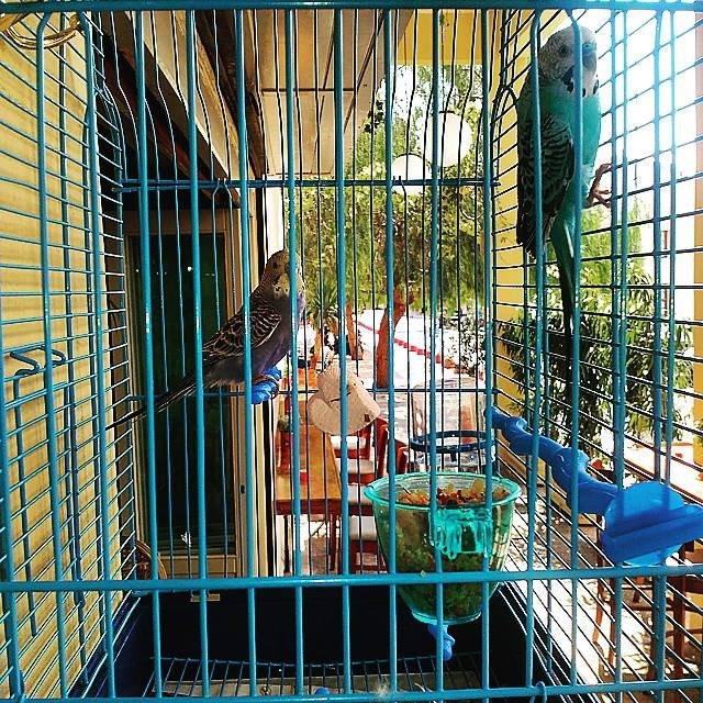 Στον ξεχωριστό Μπλε Παπαγάλο: Το στέκι της πόλης με ρετρό διάθεση και μουσικές [εικόνες] | iefimerida.gr 4