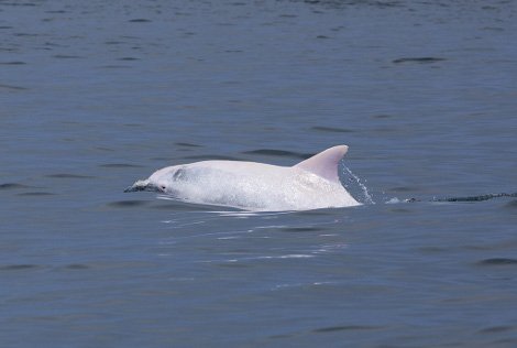 Εντοπίστηκε δελφίνι - αλμπίνο στην Αδριατική [εικόνες] | iefimerida.gr 2