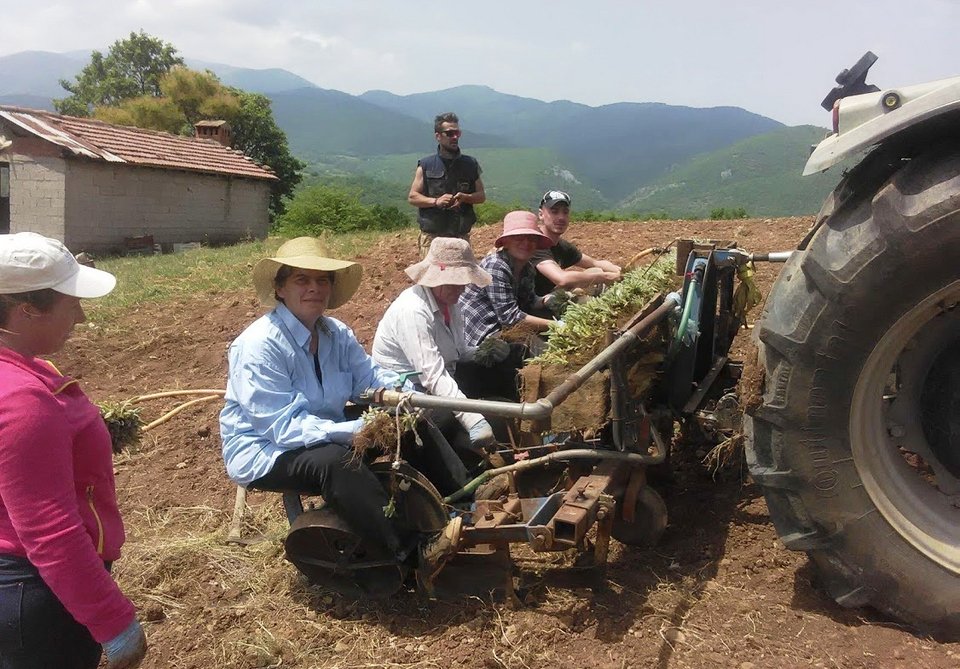 Το θεραπευτικό τσάι Ολύμπου από το Ελατοχώρι Πιερίας -Ιούνιο ξεκινά η συλλογή του [εικόνες]  | iefimerida.gr 3