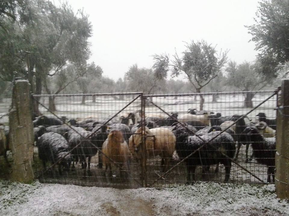 «Ντύθηκε» στα λευκά η Μυτιλήνη – Πολλά προβλήματα στο οδικό δίκτυο [εικόνες] | iefimerida.gr 2