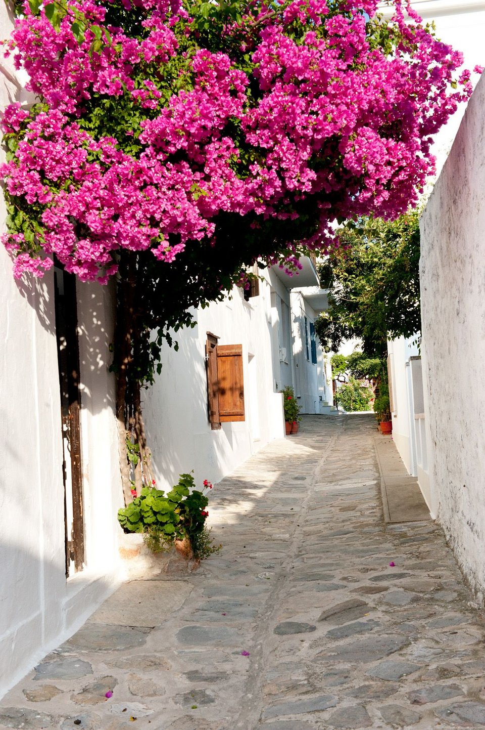 Η Telegraph υποκλίνεται στην αυθεντική ομορφιά της Σκοπέλου -«Είναι το ωραιότερο νησί της Ελλάδας» [εικόνες] | iefimerida.gr 2