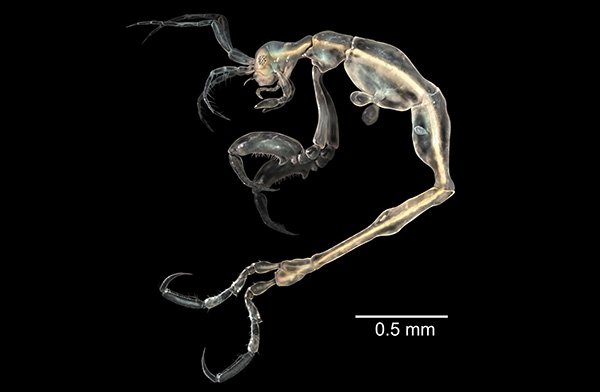 Αυτά είναι τα 10 σημαντικότερα νέα είδη που ανακαλύφθηκαν στη Γη μέσα στο 2013 [εικόνες] | iefimerida.gr 3