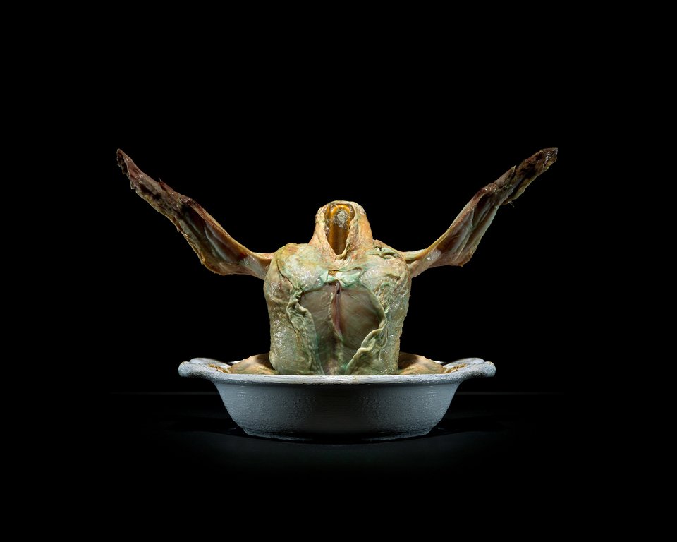 Η ομορφιά της αποσύνθεσης: Φωτογράφος απαθανατίζει φαγητά καθώς μουχλιάζουν [εικόνες] | iefimerida.gr 1